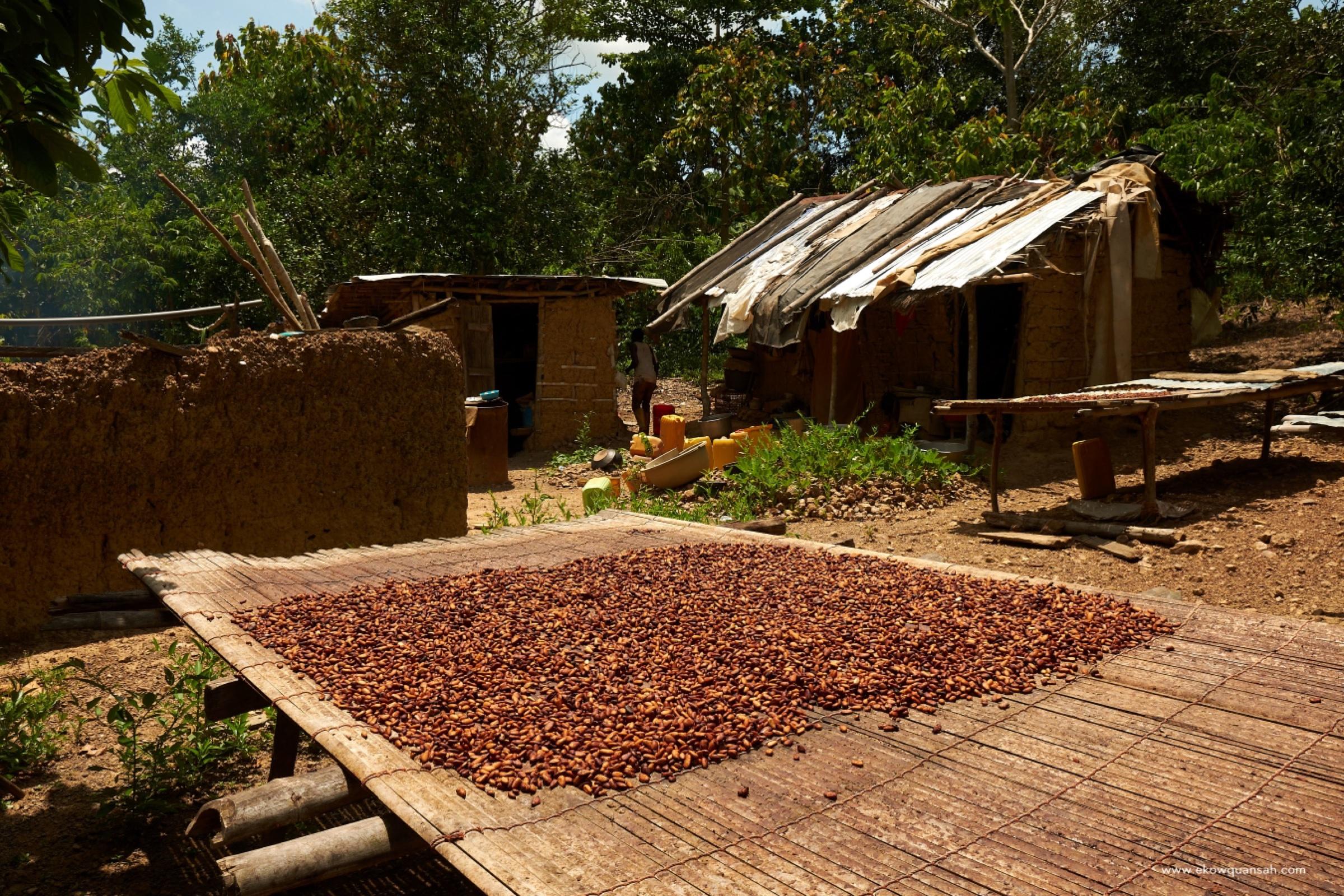 Yaa Amankwa's farm settlement
