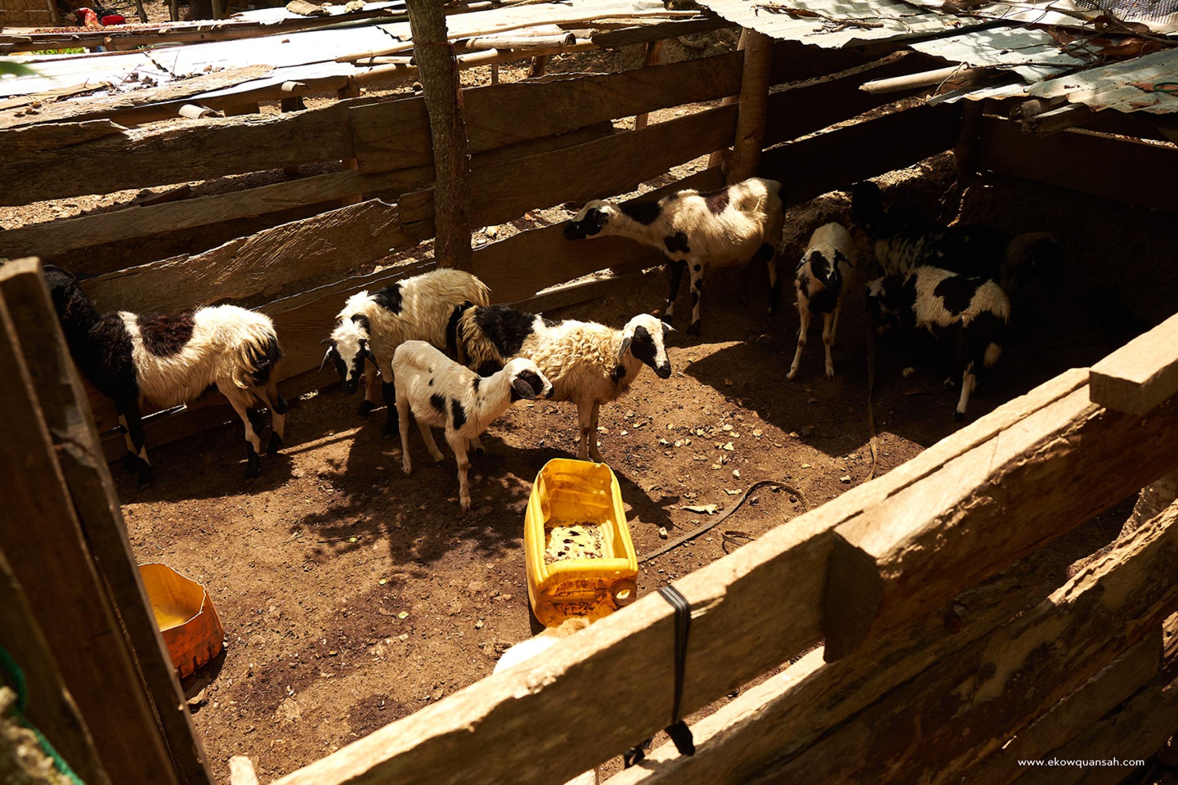 Yaa Amankwa's livestock