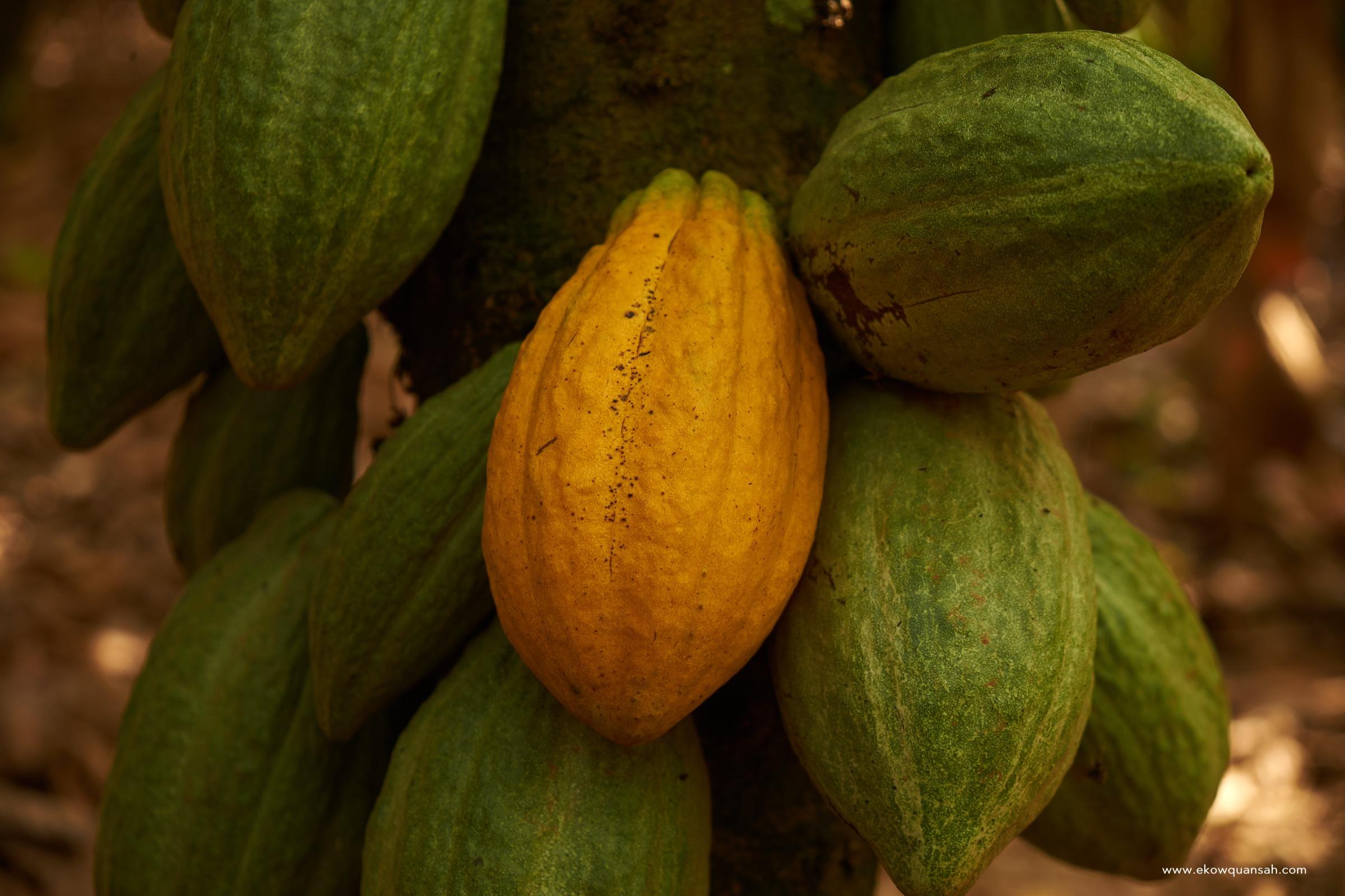 Cocoa