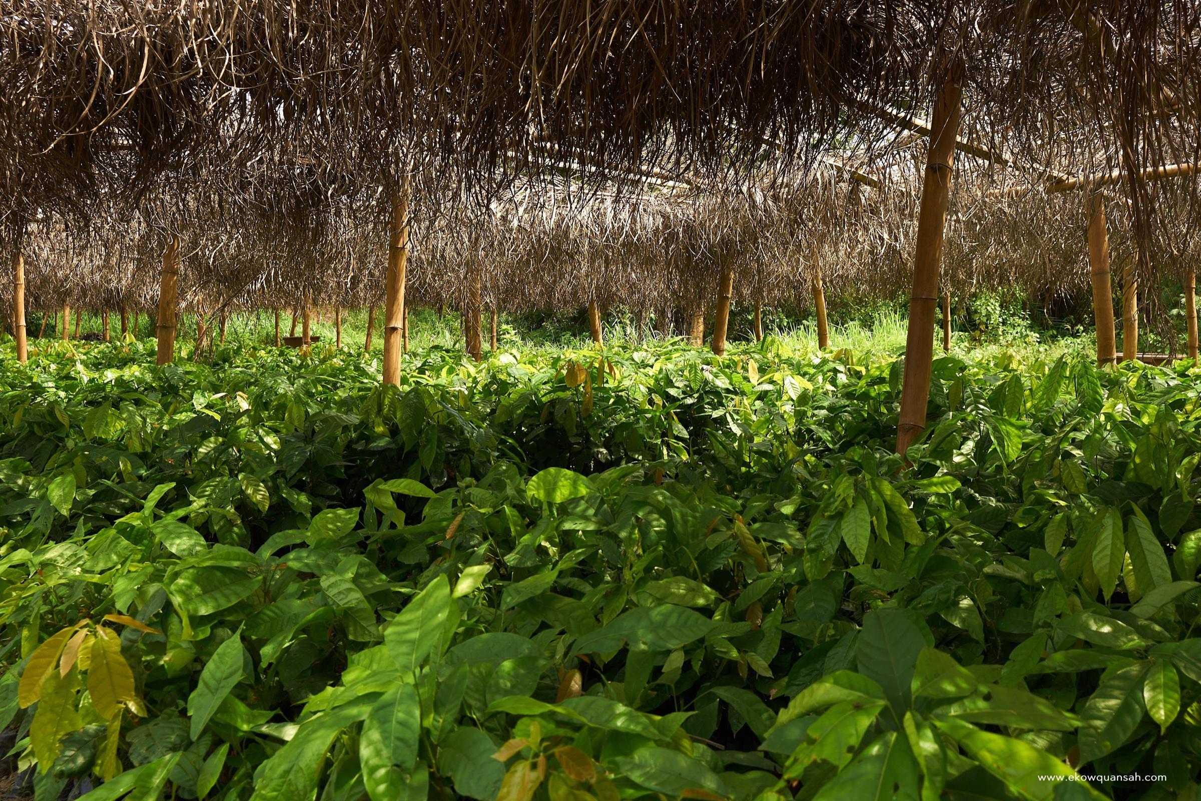 Cocoa Nursery