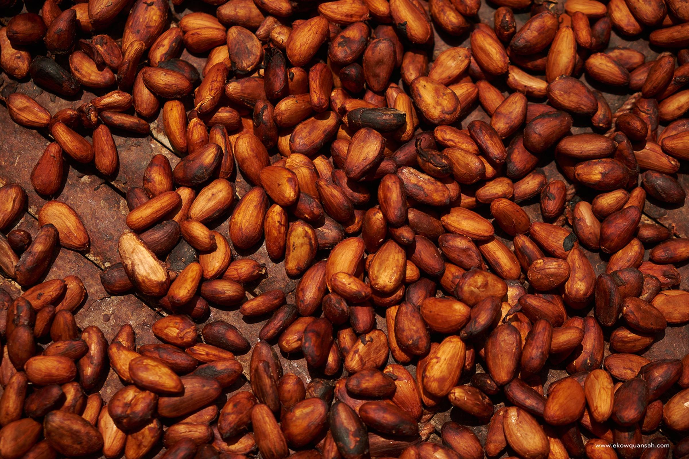 Dried cocoa beans